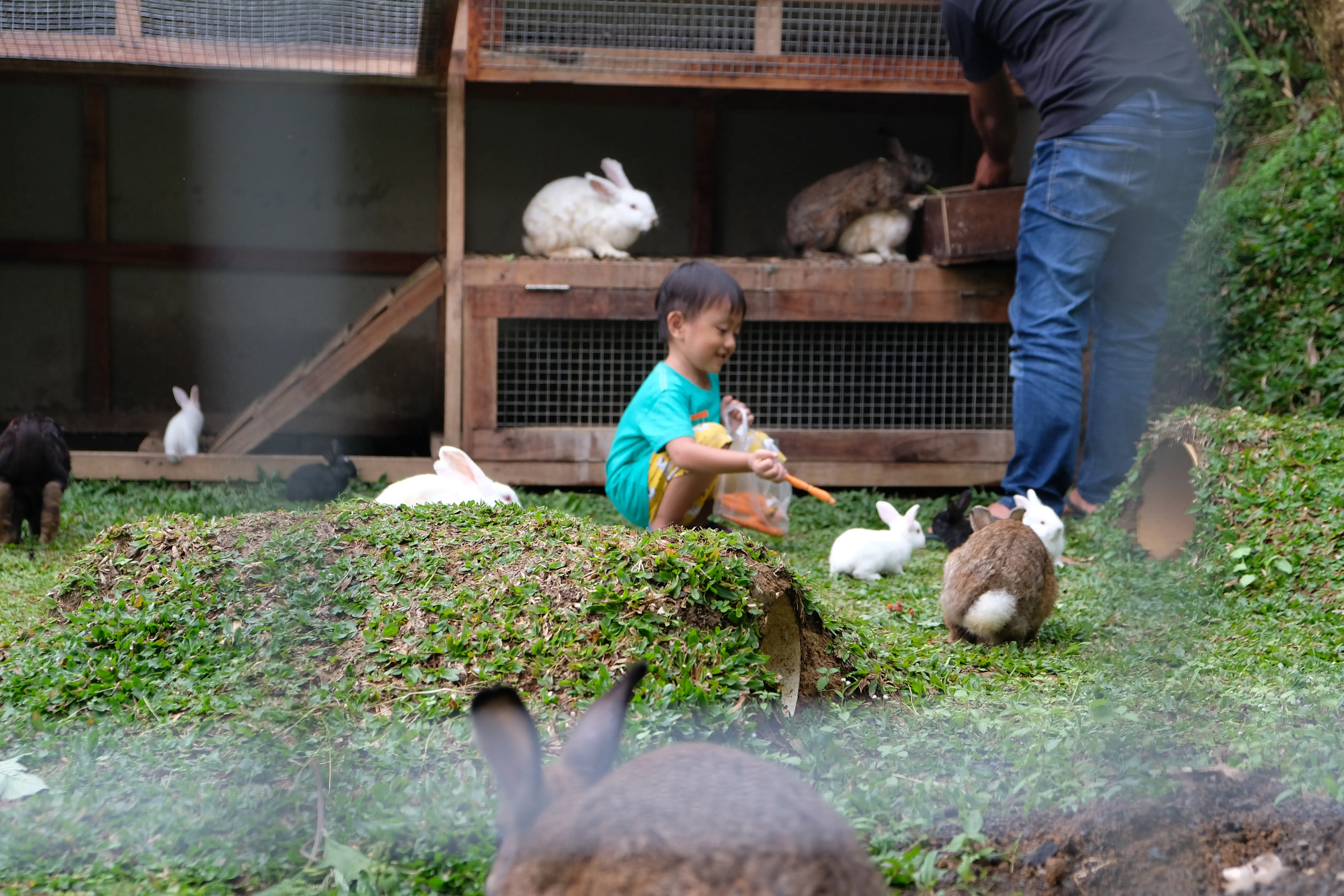 Mini Farm